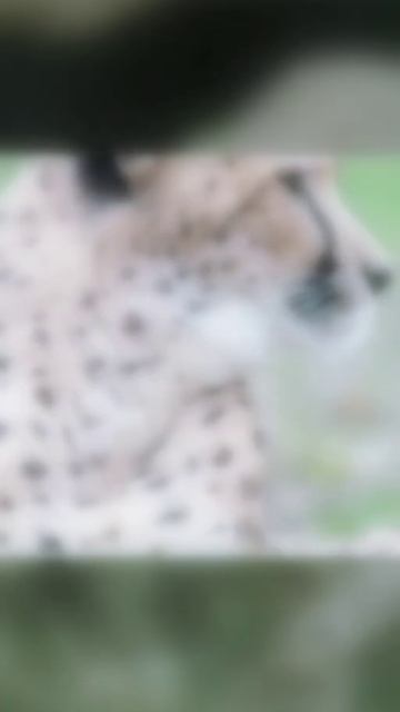 Символ моего канала гепард и кот смотреть онлайн