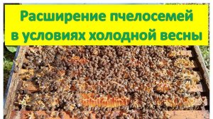Расширение пчелосемей в условиях холодной весны.