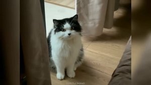 Смешные видео С ЖИВОТНЫМИ 😊 Самые смешные КОШКИ😺 и СОБАКИ🐶