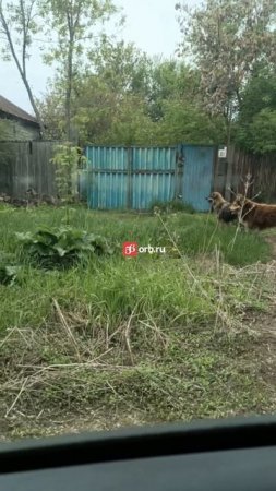 В Оренбурге стая бродячих собак пугает жителей животные бродят по Мельничному переулку.