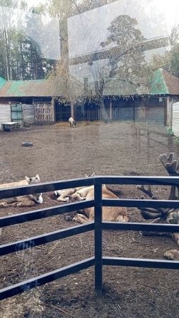 Олени и косули🦌