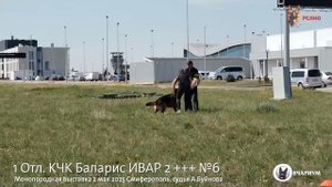 1 Отл. КЧК Баларис ИВАР 2 +++ №6 / КЧК СИМФЕРОПОЛЬ 2 мая`25 А.Буйнова Моно немецких овчарок