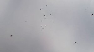 ГОН ГОЛУБЕЙ ПОСЛЕ ДОЛГОЙ ЗАСИДКИ