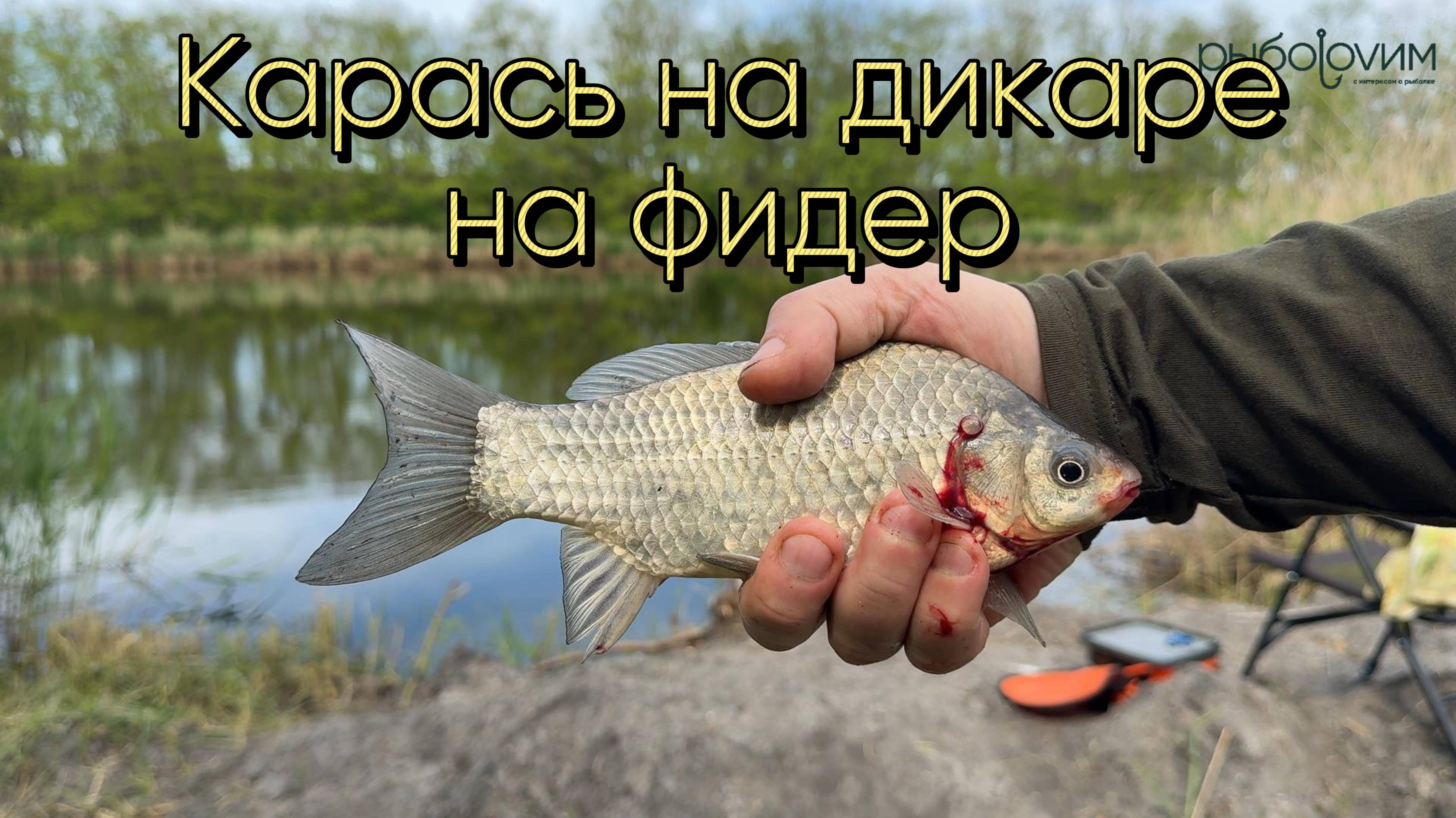 Трудовая рыбалка на карася на дикаре.  Ловим карася на фидер.