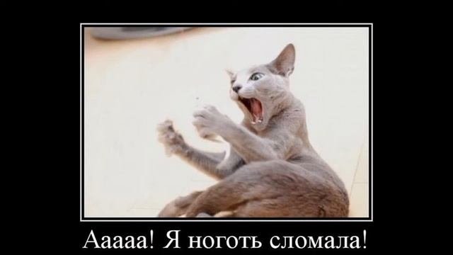 лучшие приколы