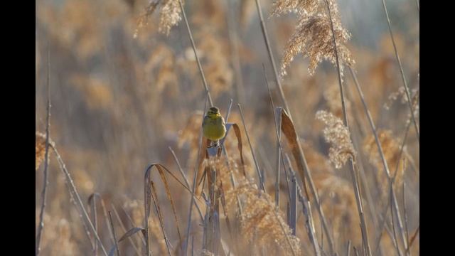 фотоохота на  бегу