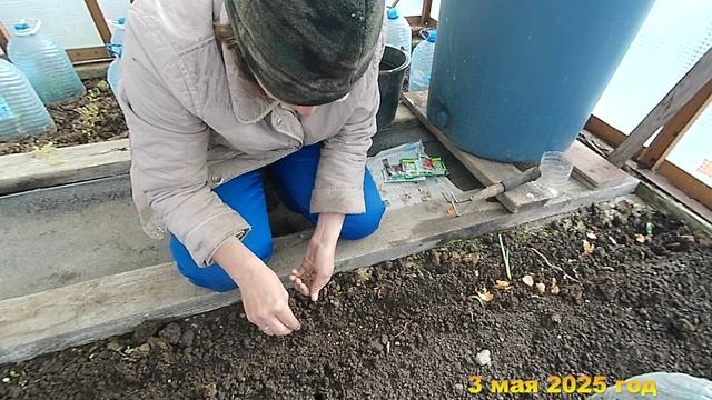 7 соток. Сажаю в теплицу огурцы и первую зелень. 3 мая 2025 год. 2 часть