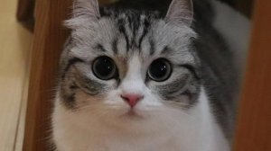 Играю в мёртвые рельсы и в вырасти сад в роблоксе