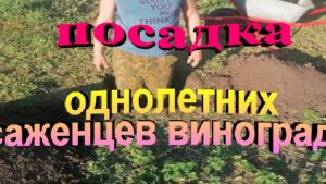 Правильная посадка однолетних саженцев винограда