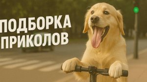 Смех до слёз: лучшие приколы №137