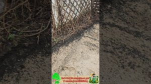 А вот и второй из параллельных объектов.