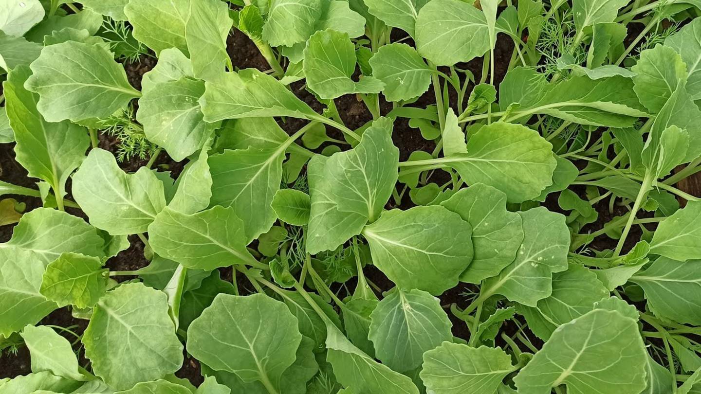 🌱 ПРАВИЛЬНАЯ ПОСАДКА КАПУСТЫ РАССАДОЙ в открытый грунт – сроки, схема, уход для отличного урожая!