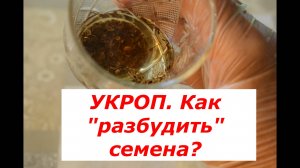 Укроп. Как разбудить семена укропа? #овощи #советы #укроп