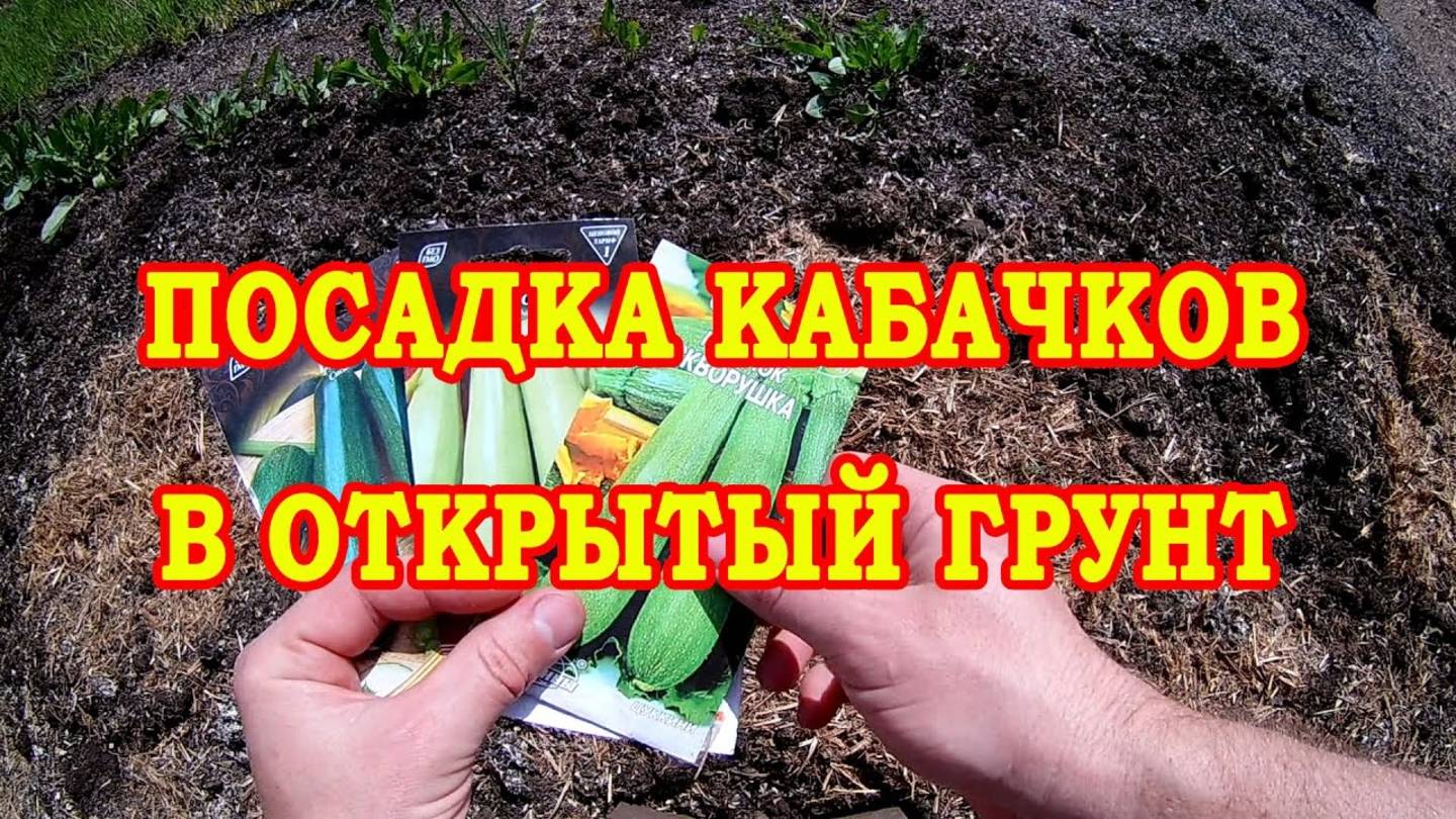 🥒 ПРОВЕРЕННЫЙ СПОСОБ посадки КАБАЧКОВ в открытый грунт – 100% приживаемость и ранний урожай!