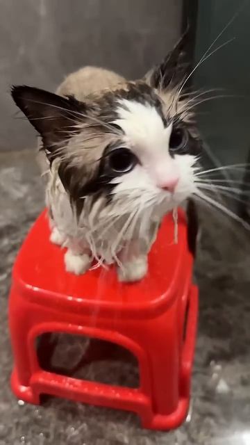 Забавный мир животных