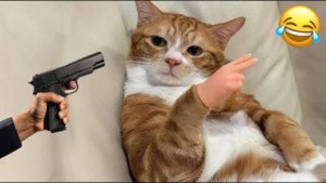 СМЕШНЫЕ КОТЫ 2025 ЛУЧШИЕ ПРИКОЛЫ С КОТАМИ, КОШКИ, КОТИКИ, СОБАЧКИ, СМЕШНОЕ ВИДЕО
