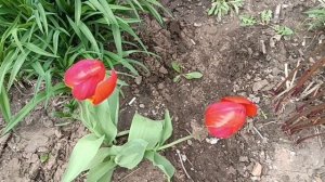 Иван Кучин*Две  смородинки*.Хорошая песня. Вот вспомнила сразу брата и сестру что уже нет со мной.