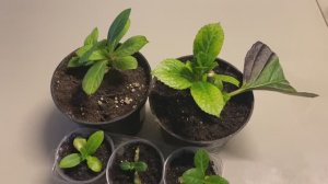 Гортензия из букета - укореняю черенки