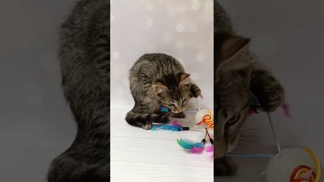 VID_20250503_095319_625.mp4