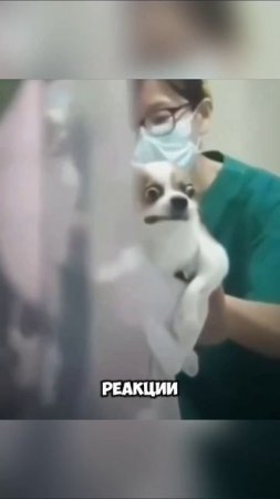 Эмоциональный пёсель #собака #животные #юмор #развлечения #shortvideo #shorts #мем