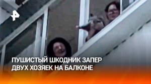 Хитрый кот запер хозяек на балконе в Биробиджане