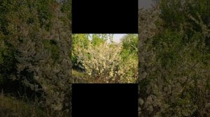 Плыл по городу запах сирени