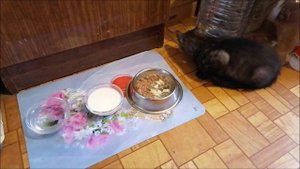 Котенок Дым-Дымыч кушает макаронину