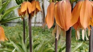 Рябчики императорские (Fritillāria imperiālis) зацвели на даче 2025