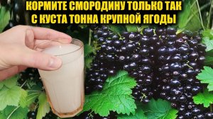 СМОРОДИНА ВЕДРАМИ! Проверенный способ получить рекордный урожай с каждого куста