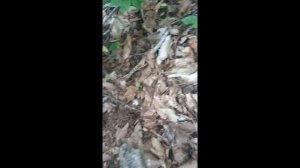 ГРИБ ВЕСЁЛКА ОБЫКНОВЕННАЯ #грибы #веселка #тихаяохота