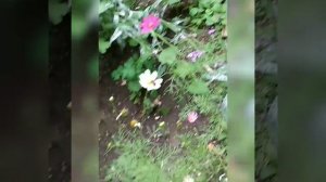 цветы
