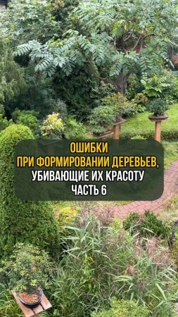 Ошибки при формировании деревьев, убивающие их красоту. Часть 6