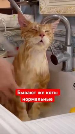 Бывают же коты нормальные Адекват сидит Прям мастер Шаолинь