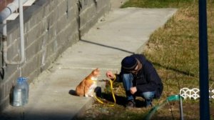 Выгул рыжего кота