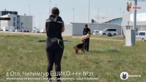 4 Отл. Чилимгур ЁШИКО +++ №21 / КЧК СИМФЕРОПОЛЬ 2 мая`25 А.Буйнова Моно немецких овчарок