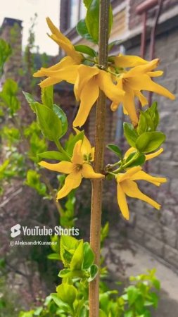 Форзиция #сад #огород #деревня #flowers #цветы  #garden  #nature