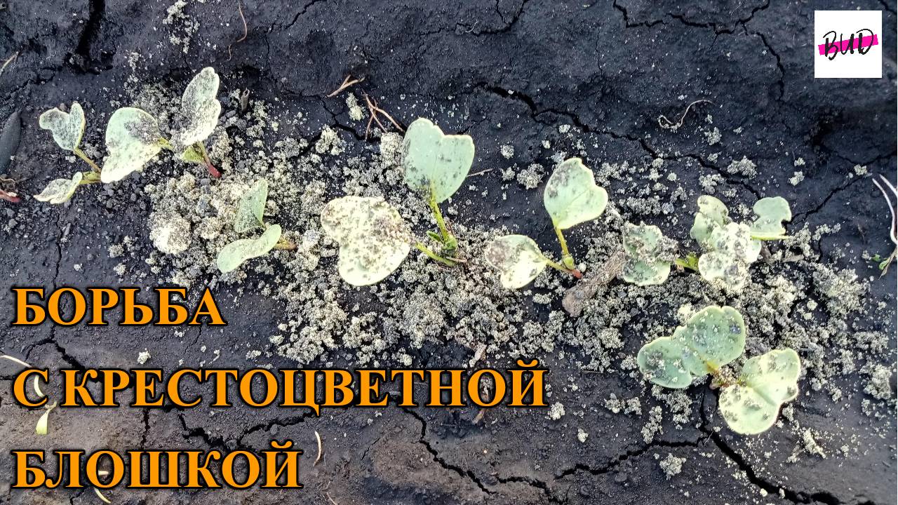 БОРЬБА С КРЕСТОЦВЕТНОЙ БЛОШКОЙ НА РЕДИСКЕ.