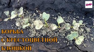 БОРЬБА С КРЕСТОЦВЕТНОЙ БЛОШКОЙ НА РЕДИСКЕ.