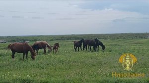 Потерянная Туапсинка. Заброшенная царская железная дорога на востоке Краснодарского края.