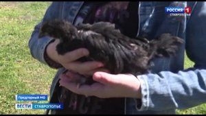 Экзотических кур выращивает ставропольский школьник в своем дворе