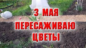 3 мая. Пересадила тюльпаны и нарциссы, красота