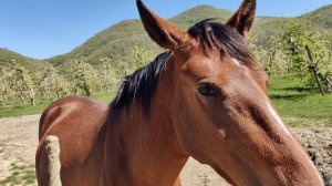 Цветущие сады Новомихайловки