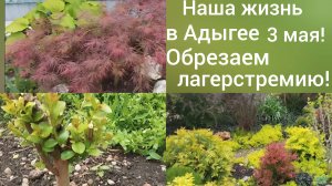 Переехали в Адыгею/Наш сад 3 мая/Подрезаем лагерстремию/Отбивные из курицы/