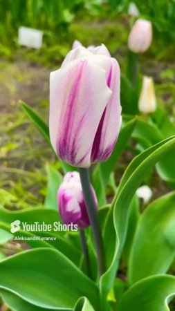 #flowers #цветы #nature #like #live #love #tulip #garden #gardening #lotus