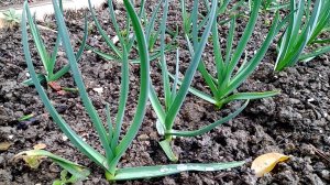 МАЙСКАЯ ПОДКОРМКА ЧЕСНОКА — ЗАЛОГ БОГАТОГО УРОЖАЯ. Чем и как подкормить чеснок в мае.