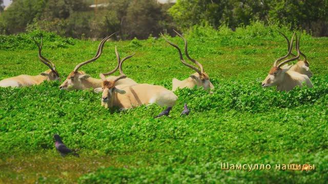#Коран#Юсуф#СамыеКрасивыеМеста#Relaxation##Islam#Quran#Yusuf#Minshawiy 4кВидео#4часть#