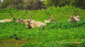 #Коран#Юсуф#СамыеКрасивыеМеста#Relaxation##Islam#Quran#Yusuf#Minshawiy 4кВидео#4часть#