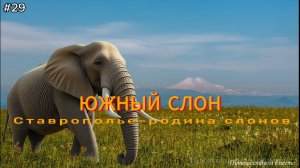 29-Южный Слон. Ставрополье-родина слонов