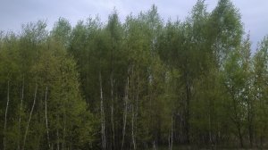 Майский лес в Тульской области