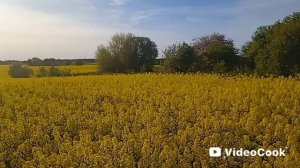 Прогулка. Рапсовое поле😍